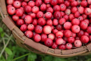 Cistite – Un aiuto dalla natura - Cosa mangiare - VediamociChiara