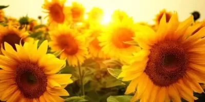 Sognare girasoli. Che significa?