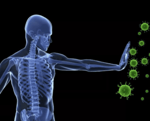 Come funziona il sistema immunitario