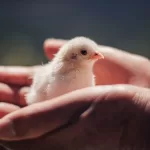 Il mio nido d’amore