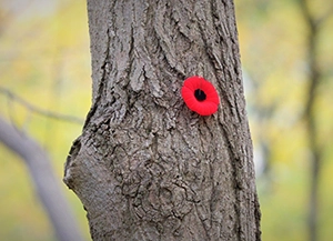 Giornata del ricordo